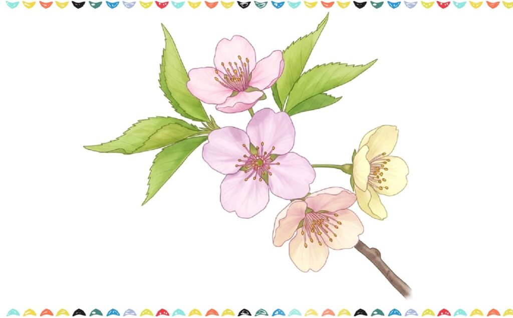 how to draw a cherry blossom step 11