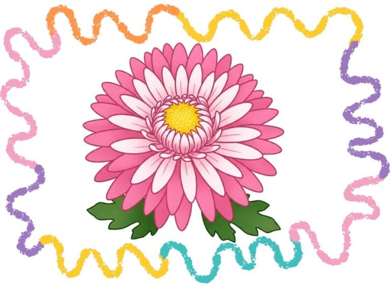 drawing a chrysanthemum step by step