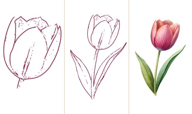 how to draw a tulip flower