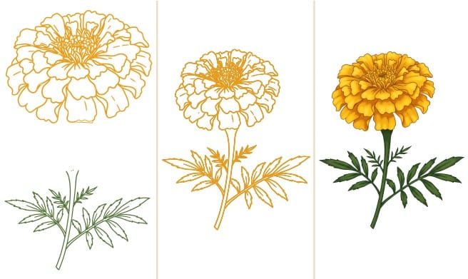 how to draw a marigold