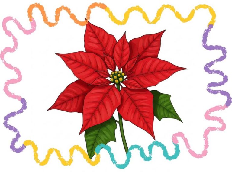how to draw a poinsettia step by step
