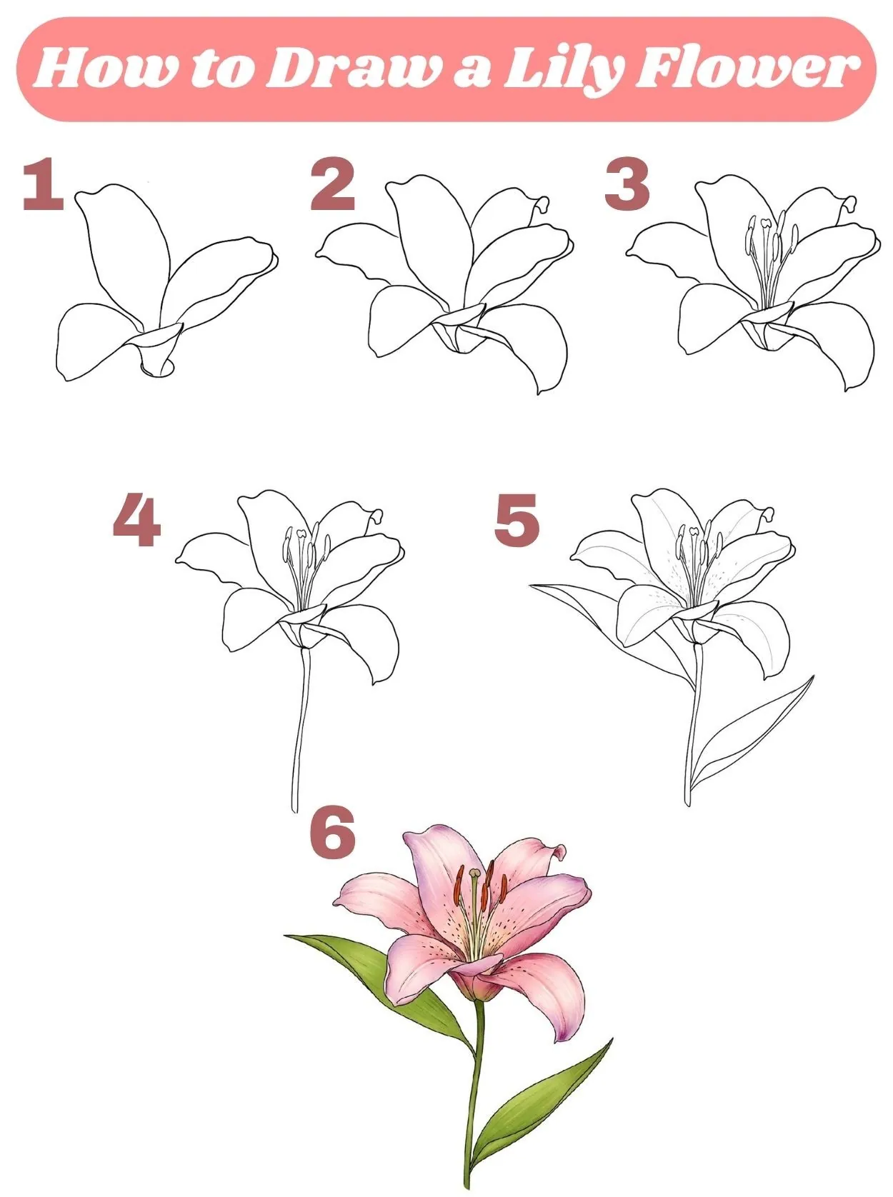 drawing lily flower step by step 