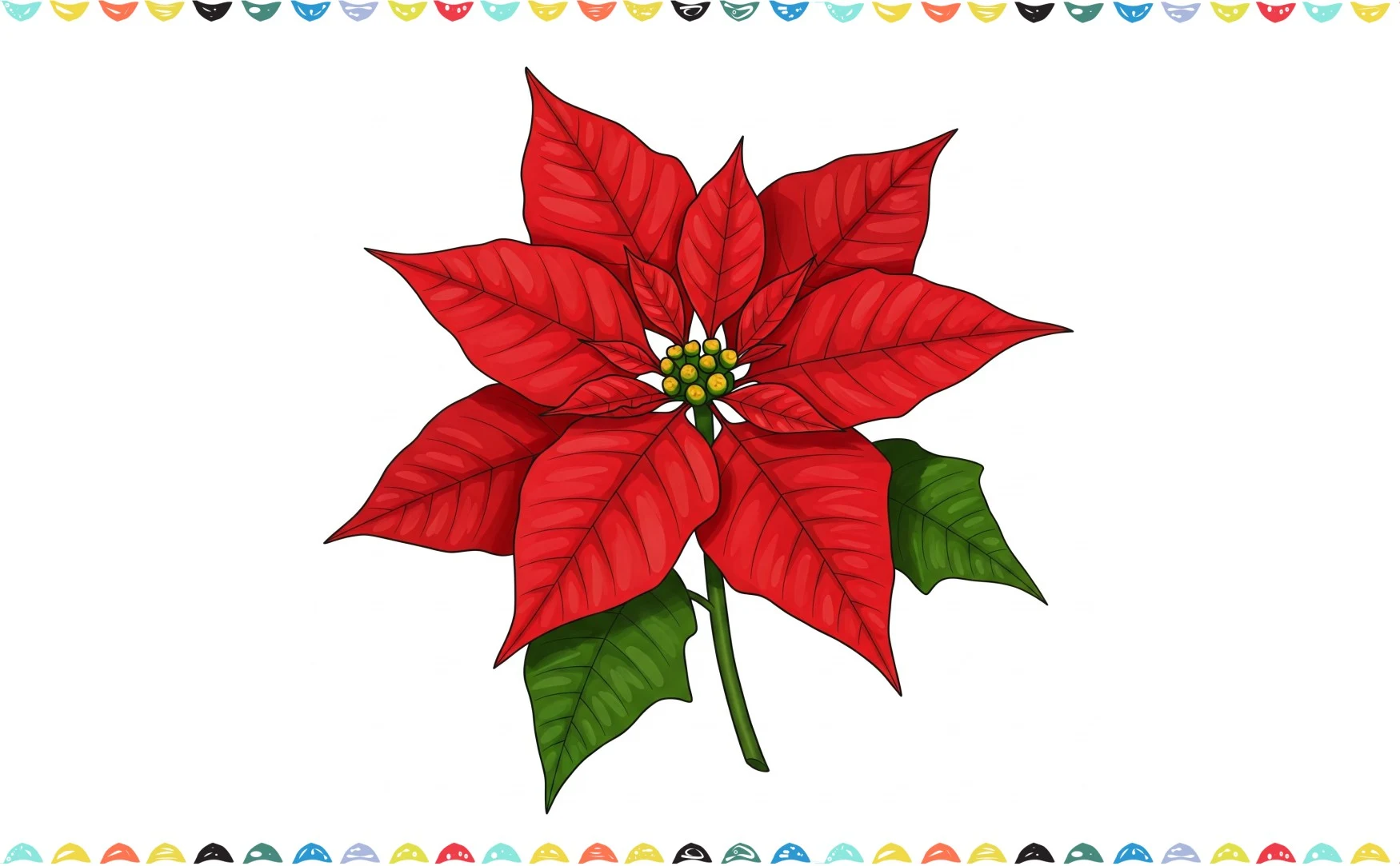 how to draw poinsettia - colored finished drawing step 10