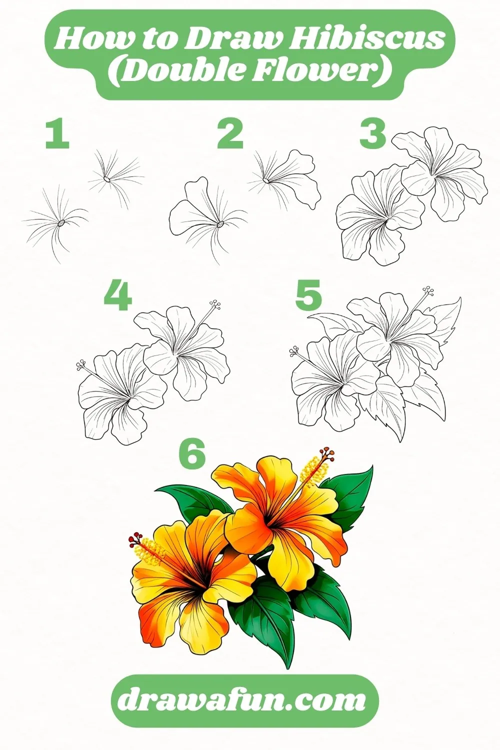 how to draw a hibiscus double flowers step by step instructions