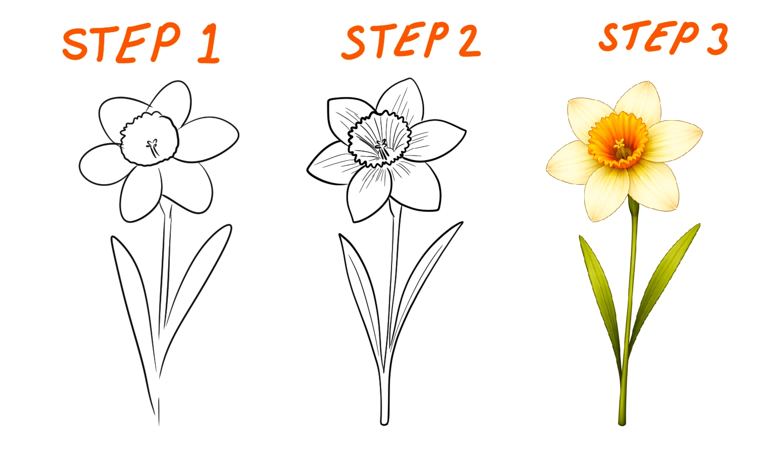 daffodil flower illustration with trumpet shaped center and soft outer petals