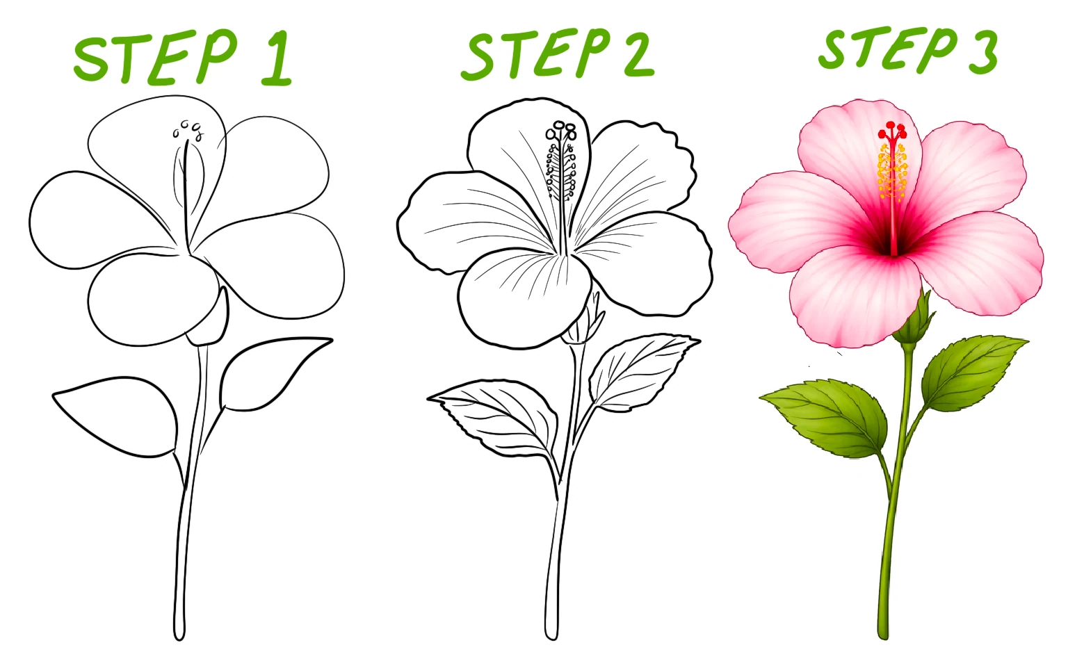 hibiscus flower illustration with wide open petals and visible central stamen.