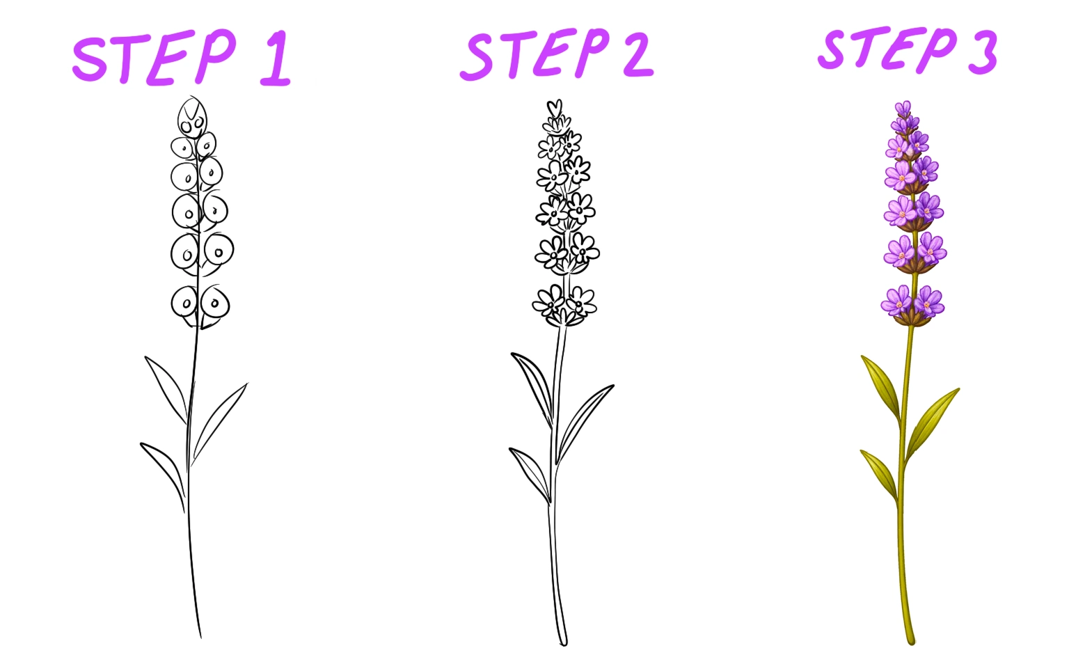 lavender stem illustration with small clustered flowers along a long stalk