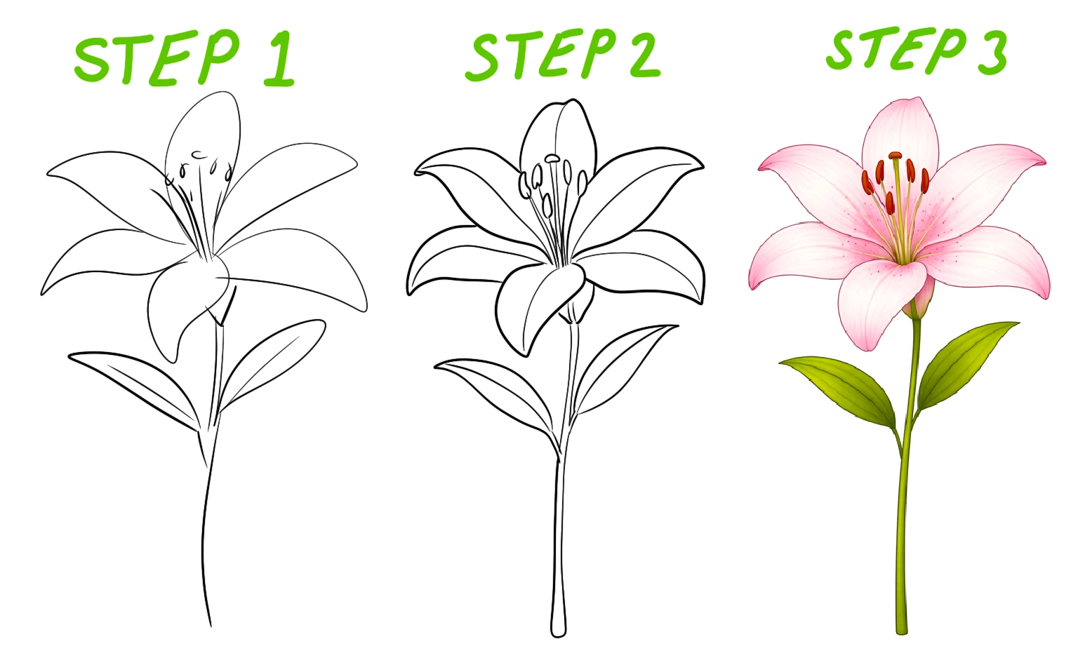 lily flower illustration with large curved petals and central stamen detail