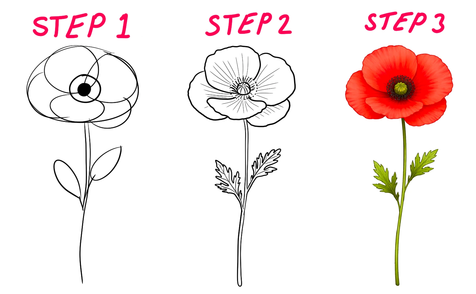 poppy flower illustration with soft wide petals and dark center