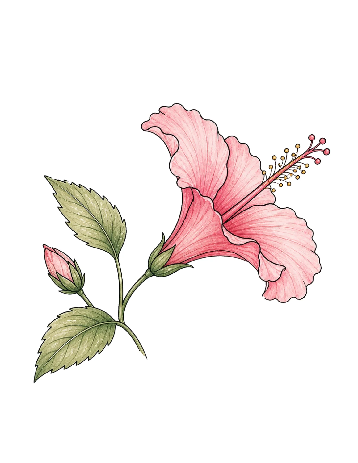 Side view hibiscus flower sketch with natural petal details